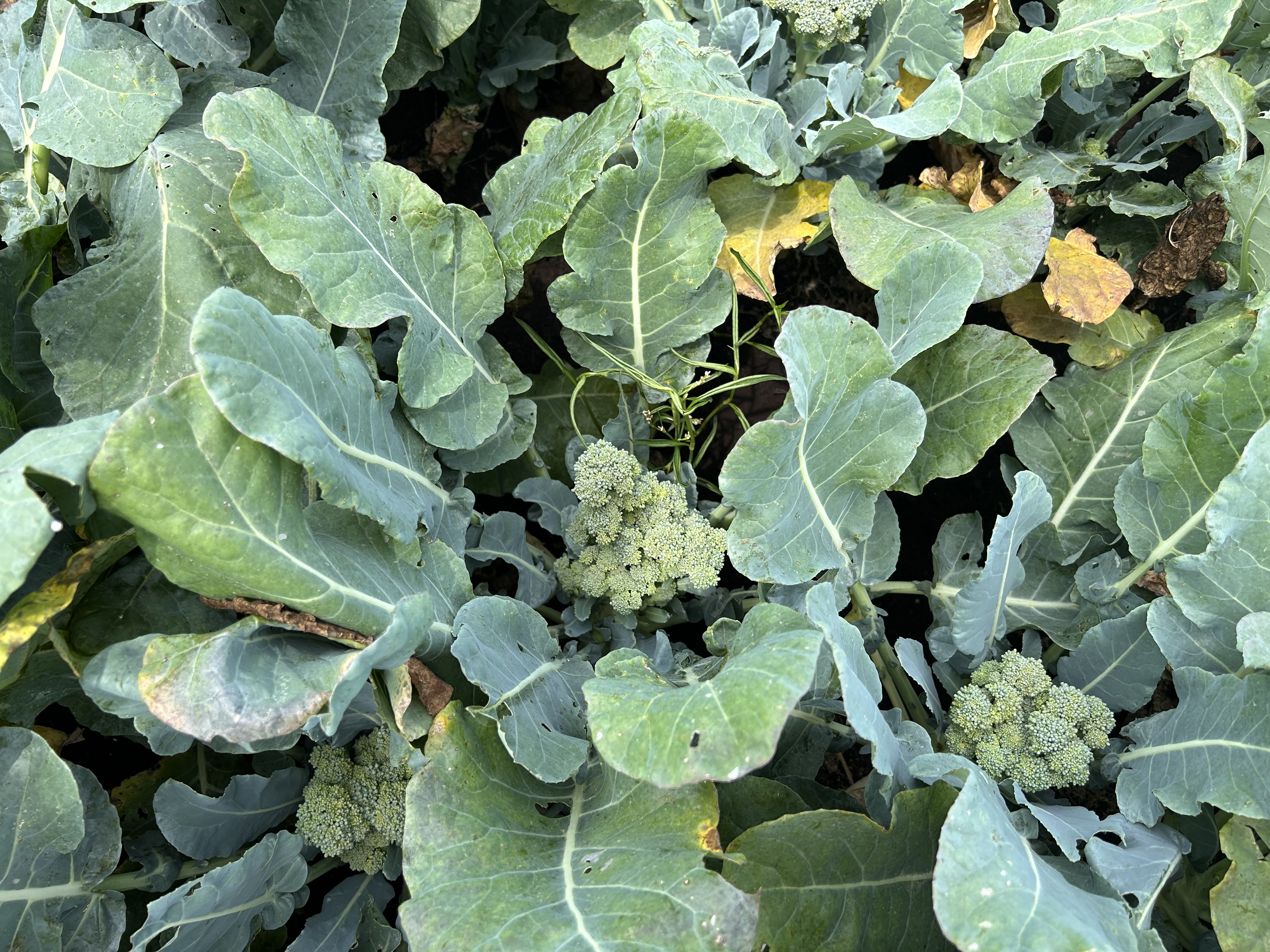 Broccoli in a field with uneven head development.